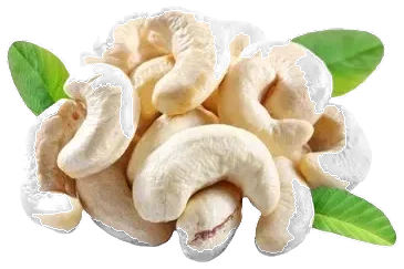 Cashew W240