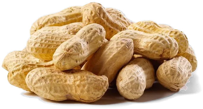 Peanuts in Shell Raw